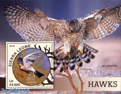 Hawks