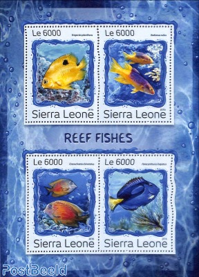 Reef fishes