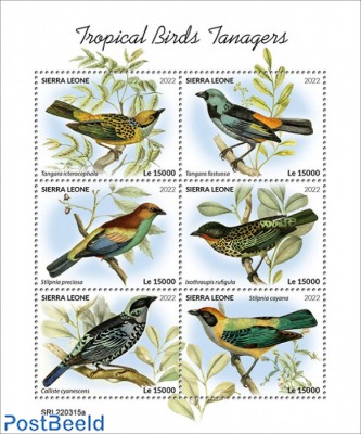 Tropical Birds Tanagers