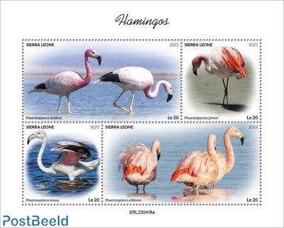 flamingos