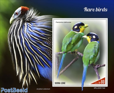 Rare birds
