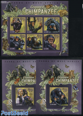 Common Chimpanzee 3 s/s