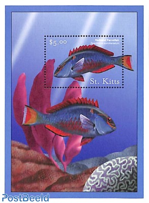 Redband parrotfish s/s