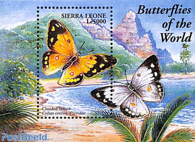 Butterflies s/s, Collas crocerae