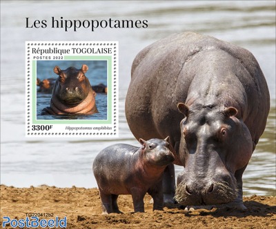 Hippos