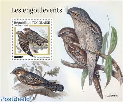 Nightjars