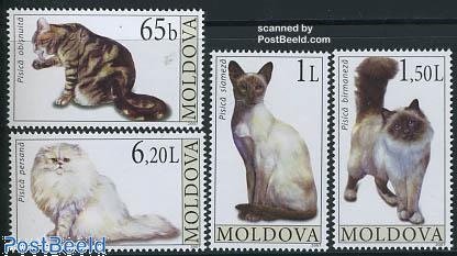 2007, Cats 4v